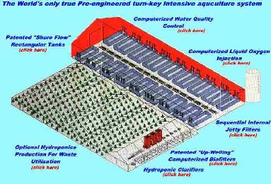Commercial Aquaponics Business Model | Aquaponics Blog