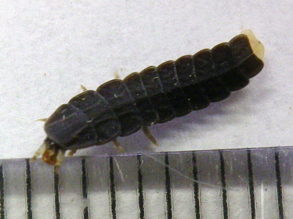 オバボタル幼虫