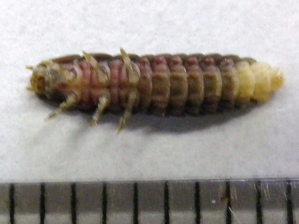 オバボタル幼虫