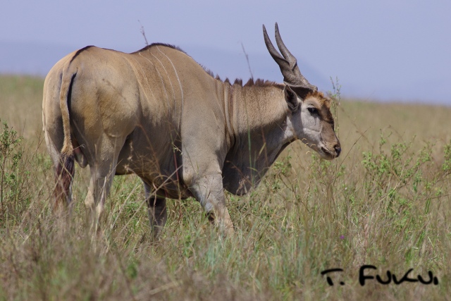 アフリカで野生動物を撮る ナイロビ国立公園のエランド