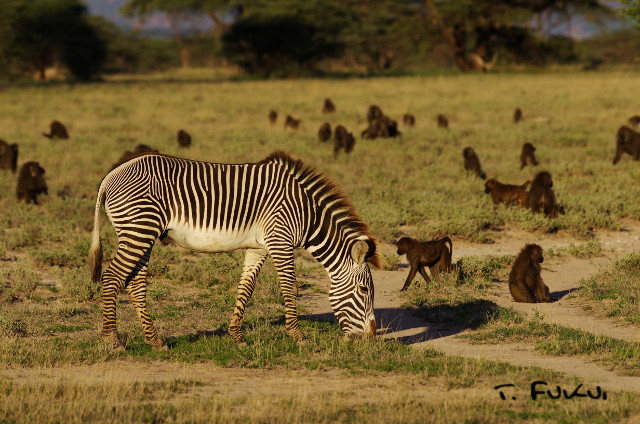 アフリカで野生動物を撮る グレビーシマウマ