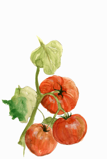 tomato2.png