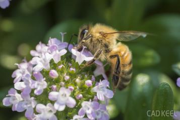 130505タイムの花とミツバチ