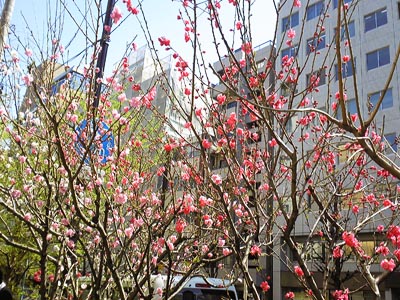 桜が綺麗だったのももう遥か昔……。