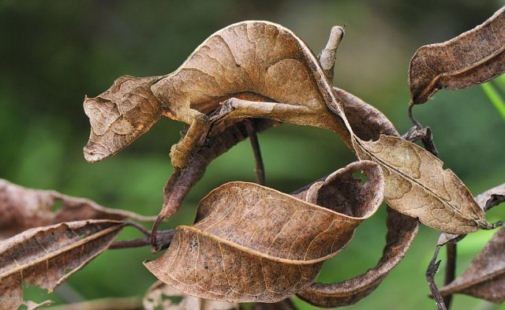 camouflage-lizard-and-leaf.jpg