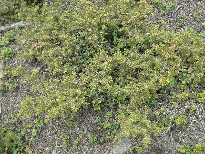 Juniperus sp SDSC01780