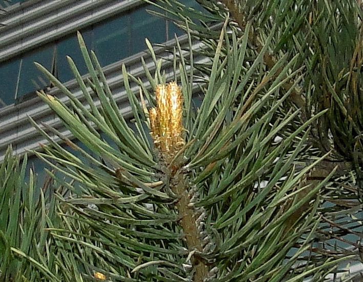 Pinus sylvestris　SDSC00810