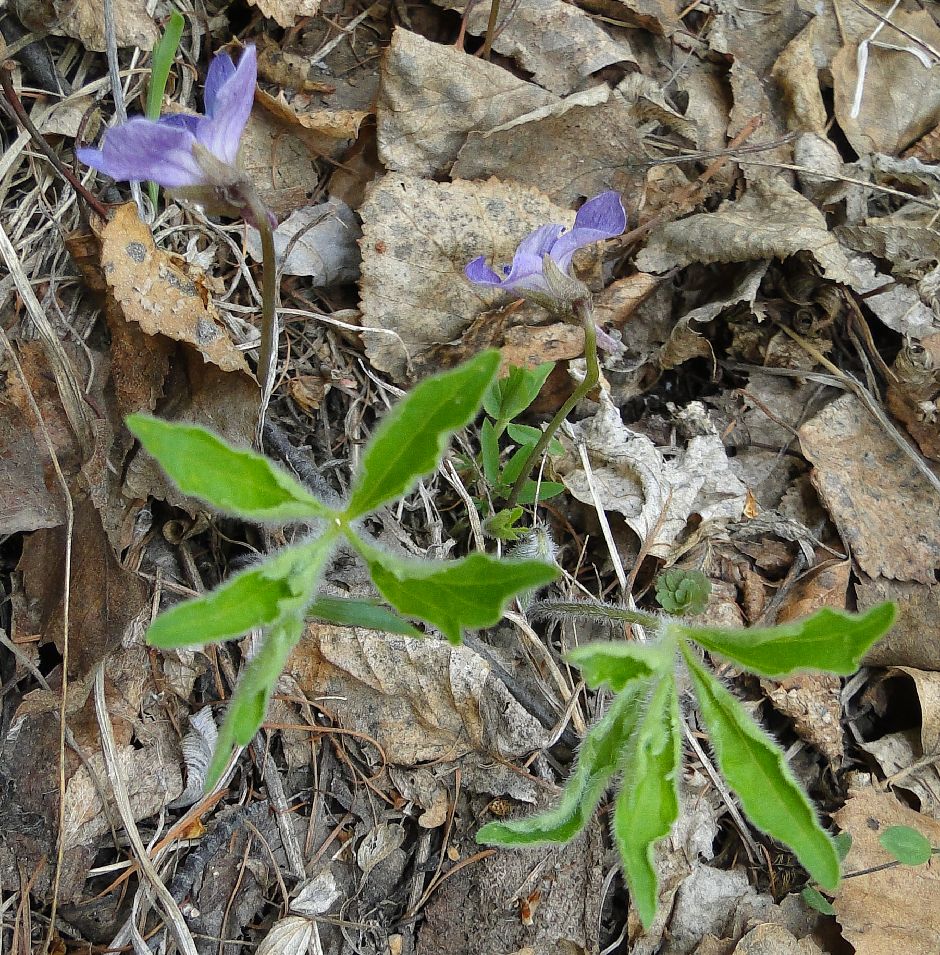 11 Violaceae Viola dactyloides SDSC02552