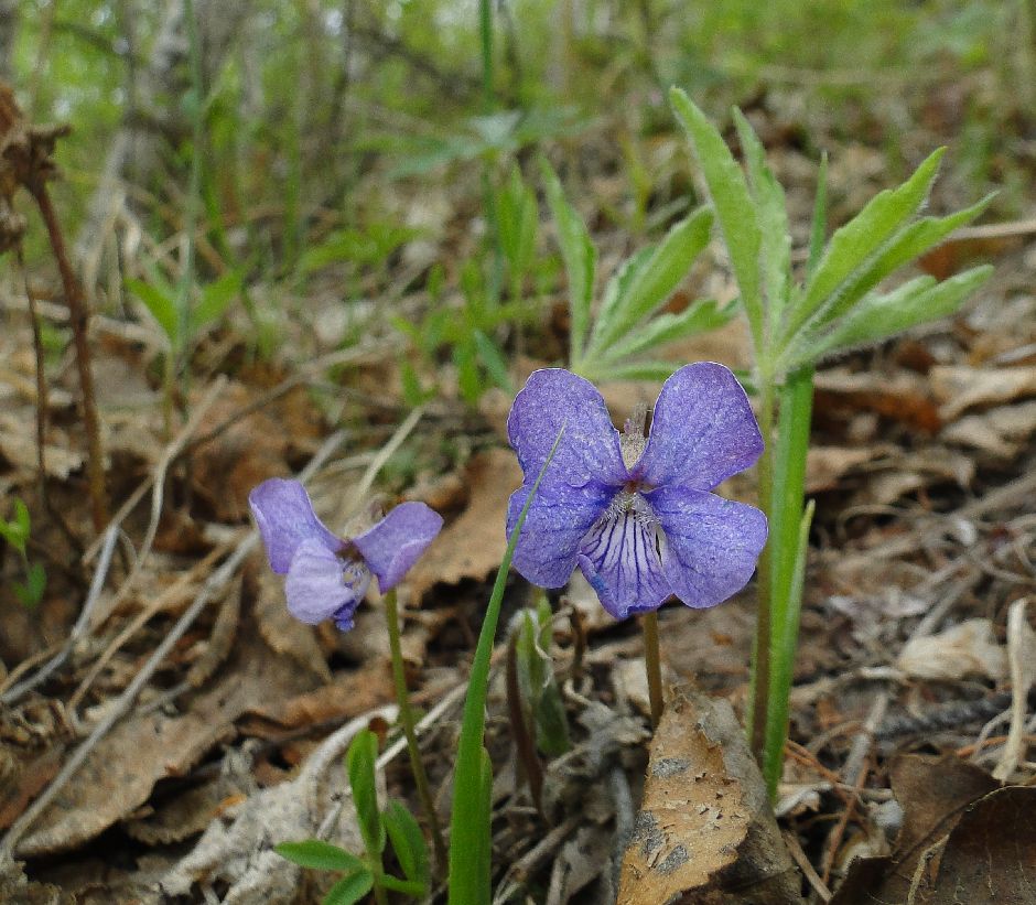 10 Violaceae Viola dactyloides SDSC02555