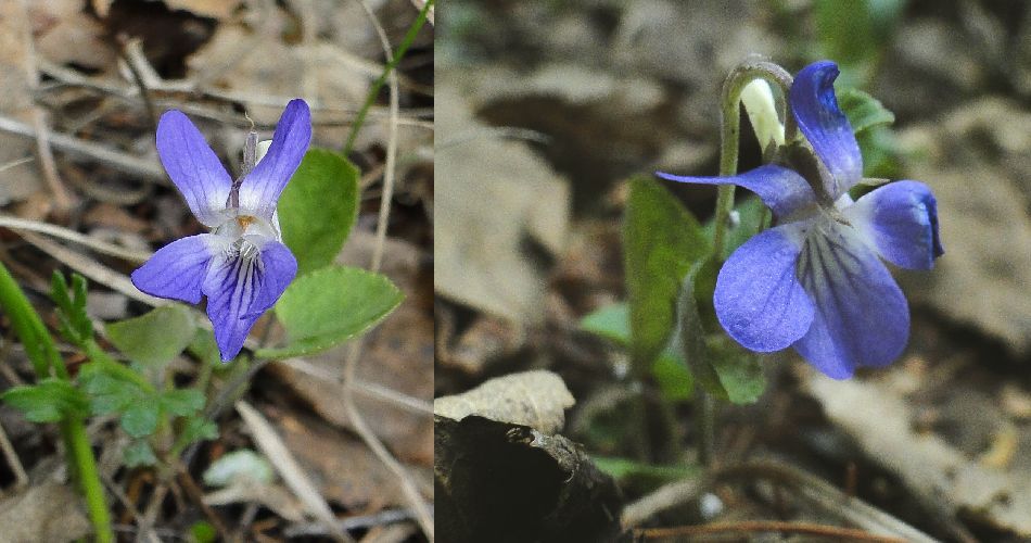 13 Violaceae Viola sachalinensis DSC024672