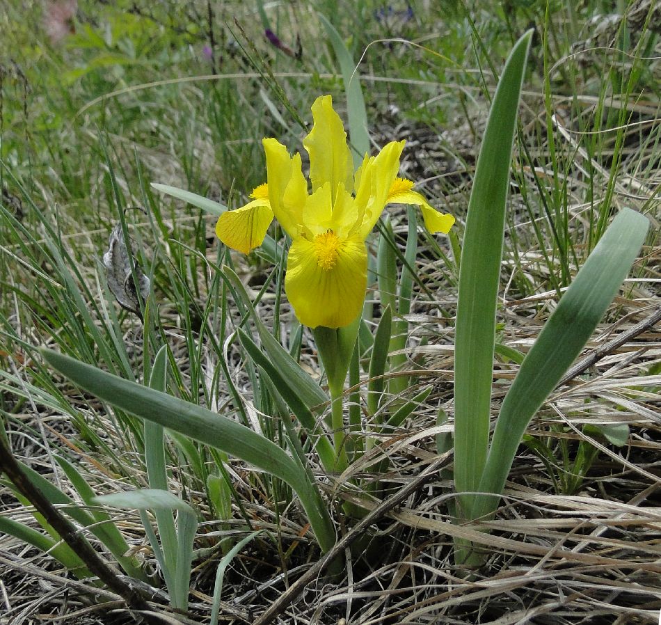22 Iridaceae  Iris flavissima SDSC02511