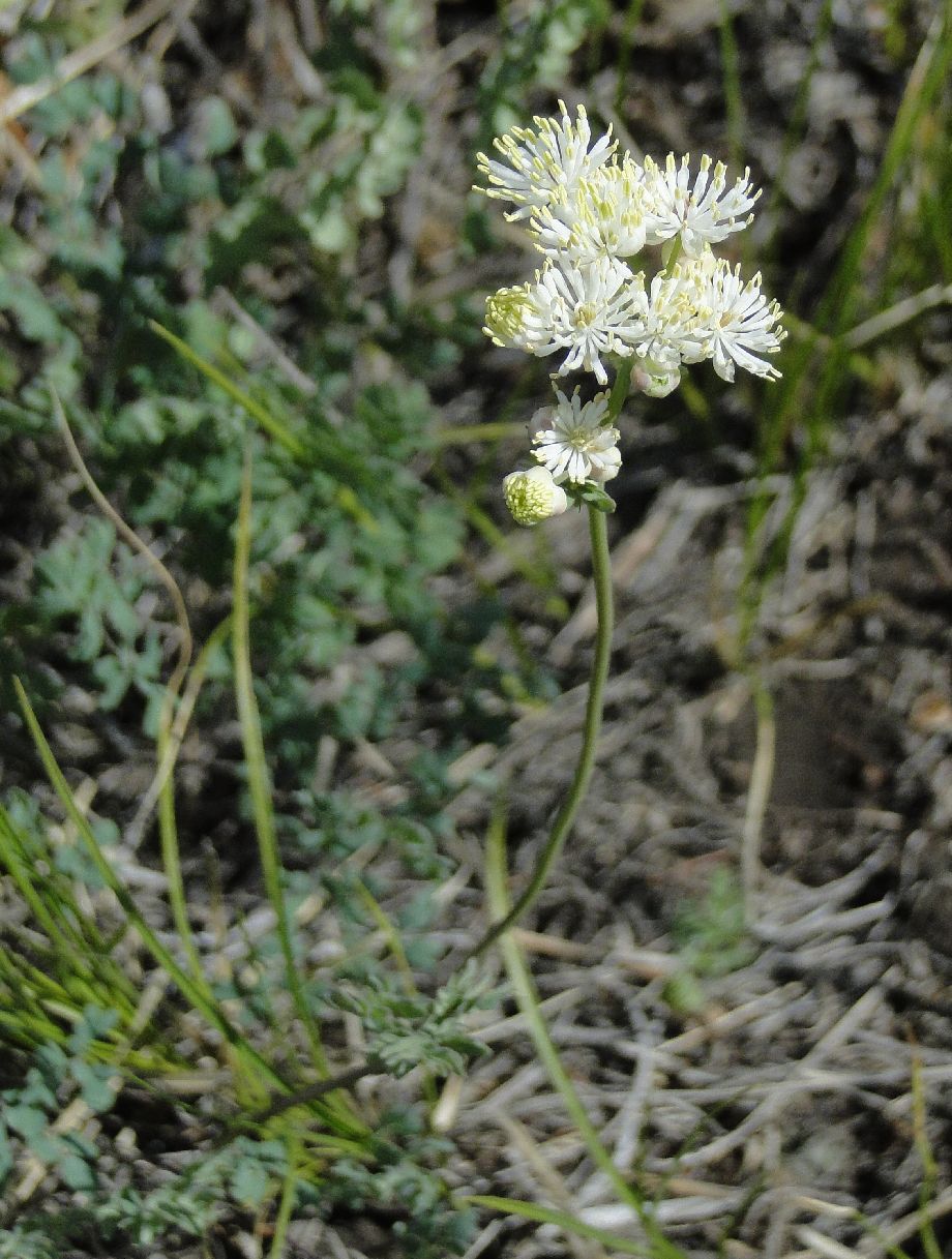 36 Ranunculaceae Thalictrum petaloideum SDSC02246