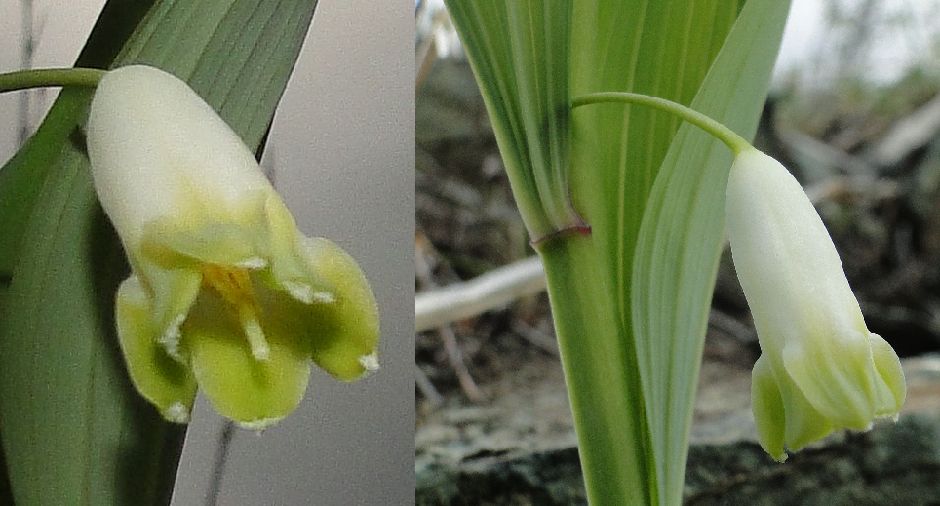 33 Liliaceae  Polygonatum odoratum SDSC02269