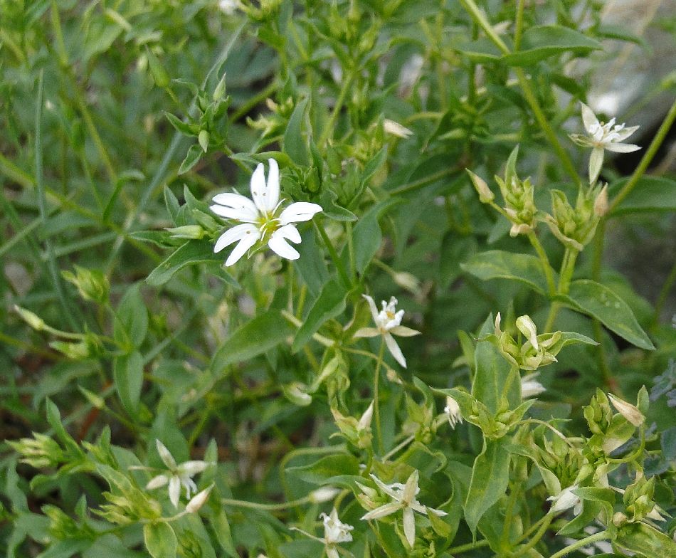 39 Caryphyllaceae  Stellaria petraea sDSC02572
