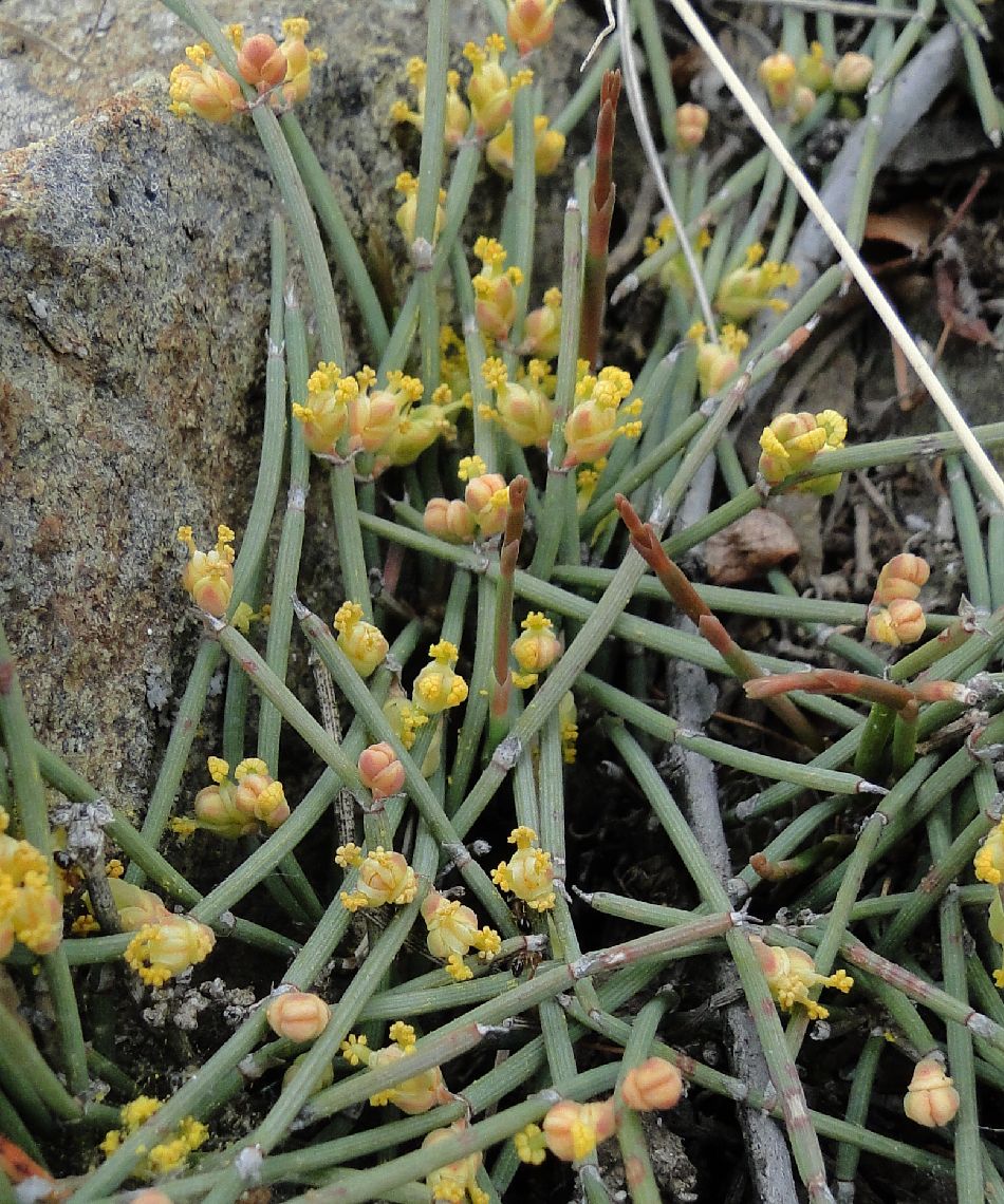 Euphorbiaceae Ephedra sinica  DSC02377