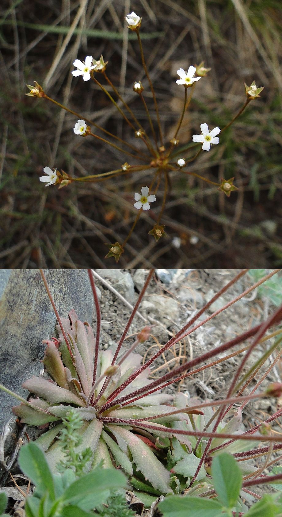 Primulaceae Androsace septentrionalis