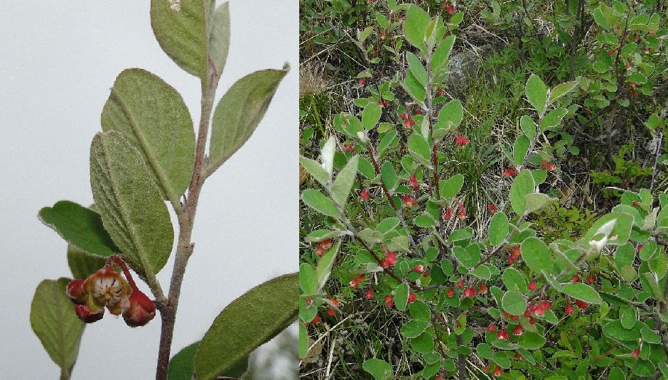 Rosaceae Cotoneaster melanocarpa  sDSC023392