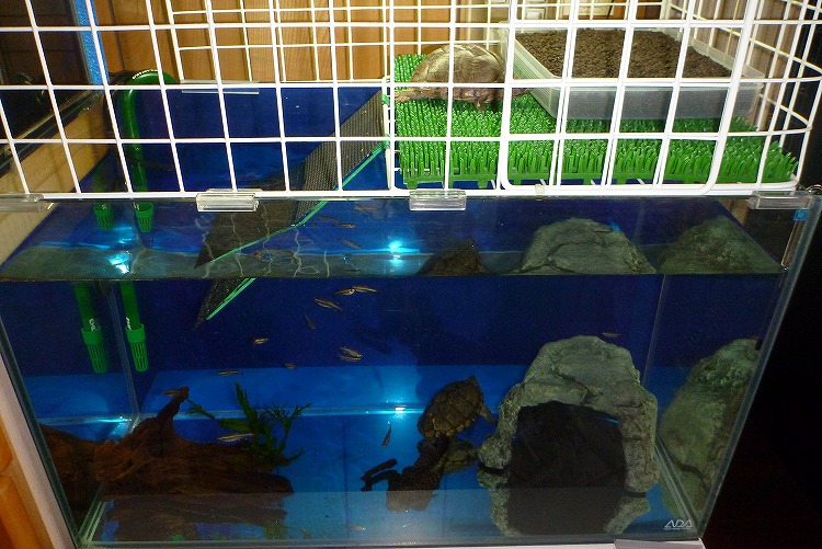 日本産 水槽の上に置ける亀の陸地 自作 爬虫類 両生類用品 Ucs Gob Ve