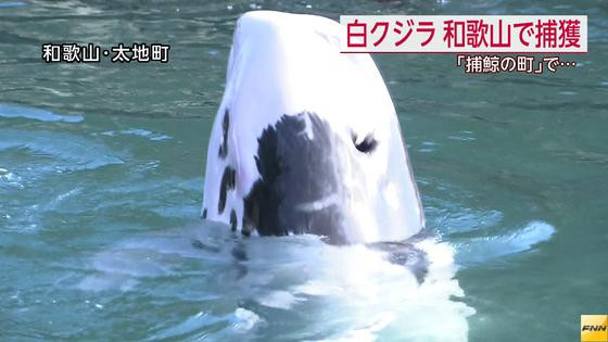 和歌山・太地町で珍しい白いクジラ捕獲