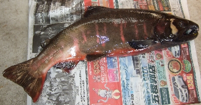 1-6桜色の魚体