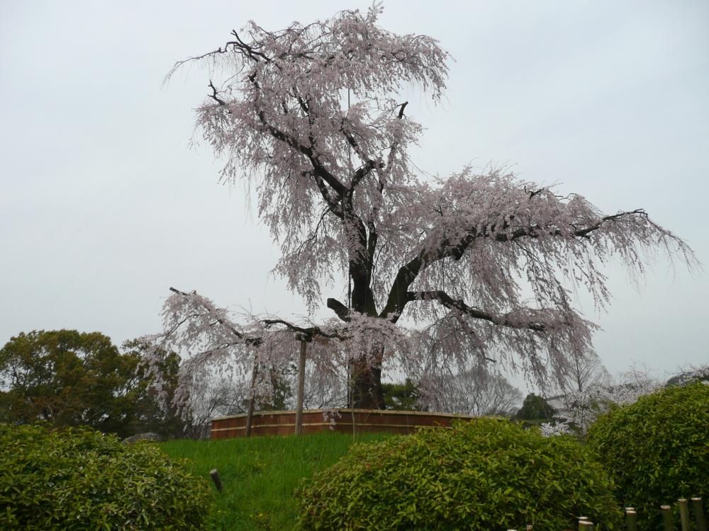 京都円山公園しだれ桜