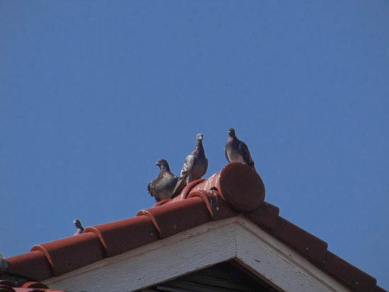 屋根の上の三兄弟