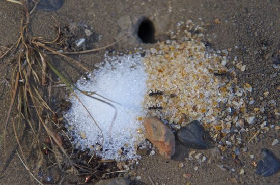 砂糖だらけの蟻の巣穴