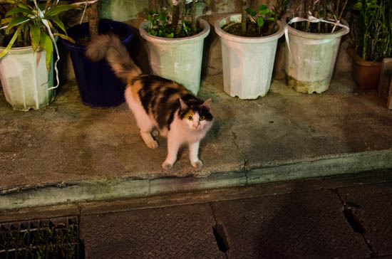 奥武山公園駅のそばで遇った猫