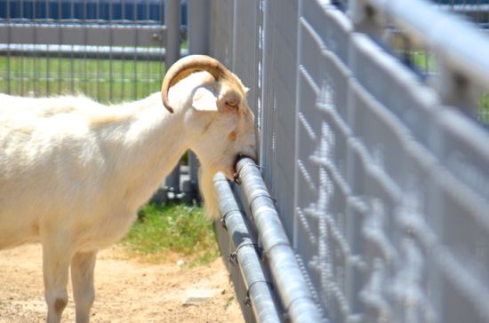 天王寺動物園の山羊