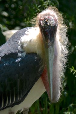 Marabou Stork（アフリカハゲコウ（阿弗利加禿鸛））@大阪天王寺動物園