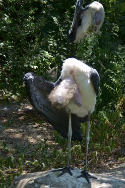 Marabou Stork（アフリカハゲコウ（阿弗利加禿鸛））@大阪天王寺動物園