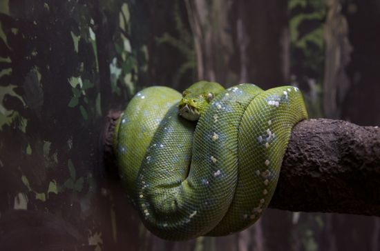 蛇の眠り方