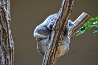寝ている通常よく見かけるコアラ