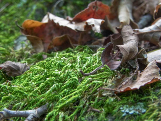 毛糸の様な苔