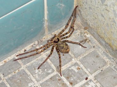 南港野鳥園のトイレの蜘蛛