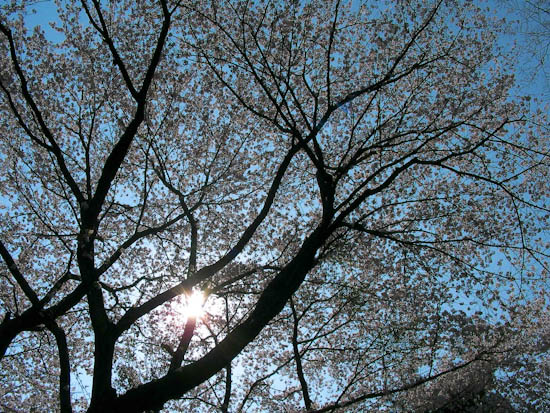 相模川大島付近の桜2009