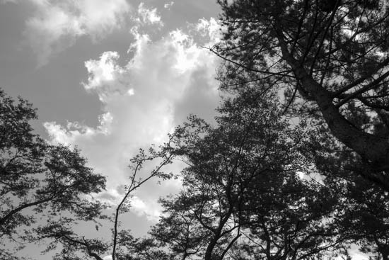 木陰から見上げた夏の空@monochrome