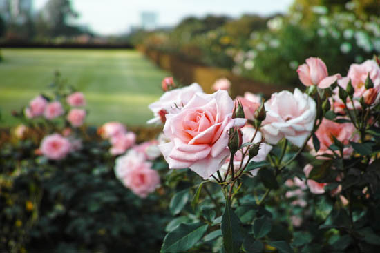 新宿御苑のピンクの薔薇