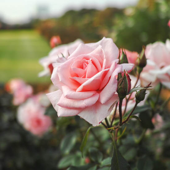 新宿御苑のピンクの薔薇