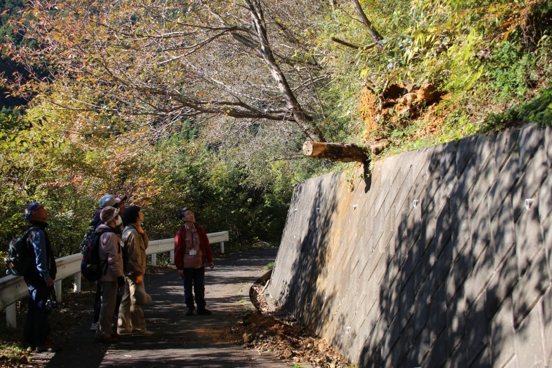 ①登り口までの片浦林道で、小規模な崖崩れを見ながらローム層について解説