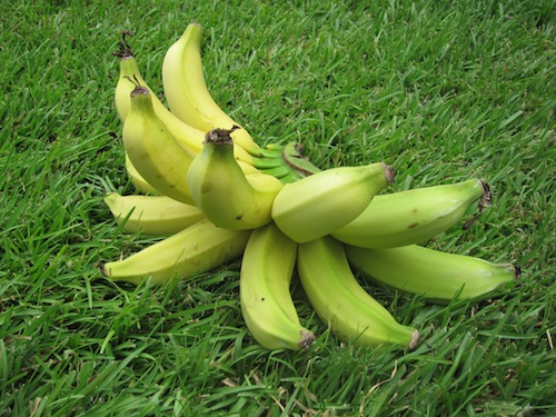 Banana 2012 b