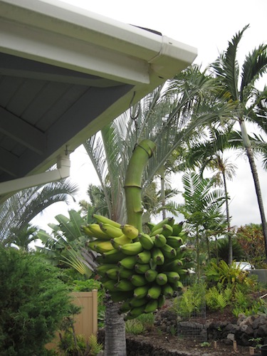 Banana 2012 a