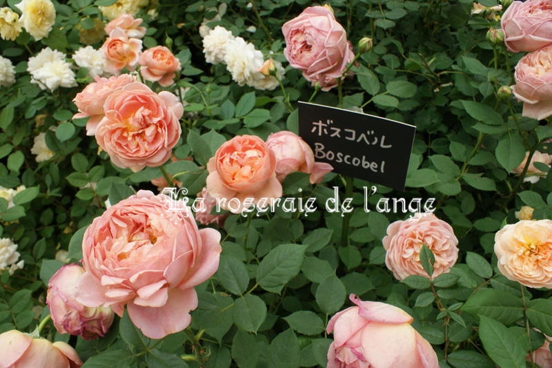 Er新品種ロイヤル ジュビリー ボスコベルの植え付け テラスまわりのイングリッシュローズたち La Roseraie De L Ange 天使の薔薇庭
