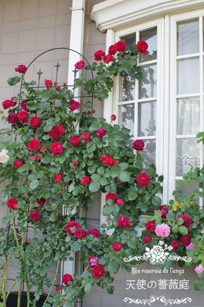 ルージュ ピエール ドゥ ロンサール 白い出窓に真っ赤なコロコロの薔薇 La Roseraie De L Ange 天使の薔薇庭