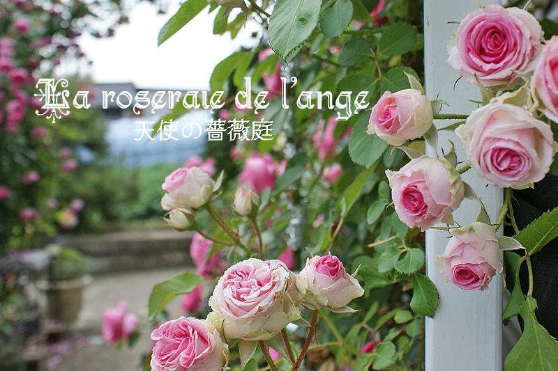 つるミミエデン フェンス仕立て 可愛いお花がいっぱい La Roseraie De L Ange 天使の薔薇庭