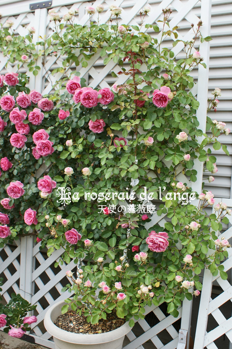 つるミミエデン フェンス仕立て 可愛いお花がいっぱい La Roseraie De L Ange 天使の薔薇庭