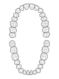 歯式の絵　縦　B5縮小