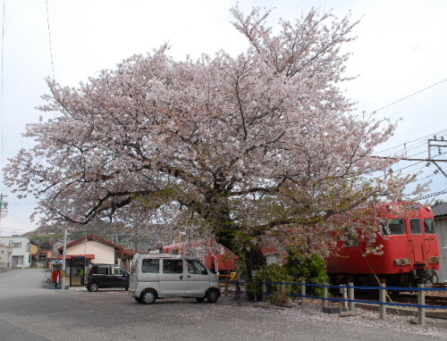 2012_sakura.jpg