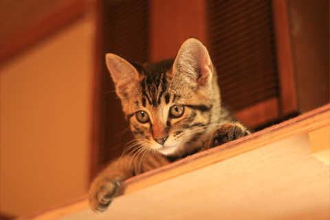 cat185-4.jpg