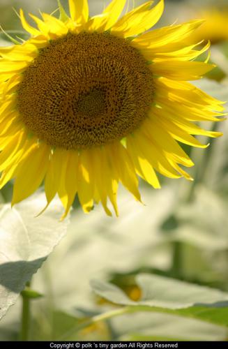 sunflower_2012_8_26_meiji.jpg